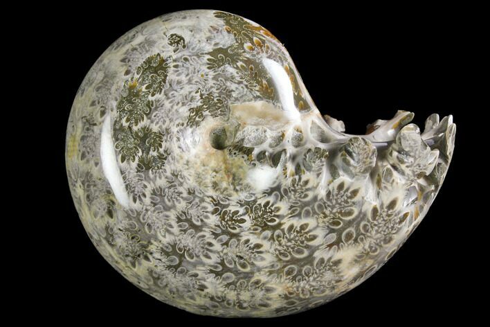 Polished, Agatized Ammonite (Phylloceras?) - Madagascar #149197